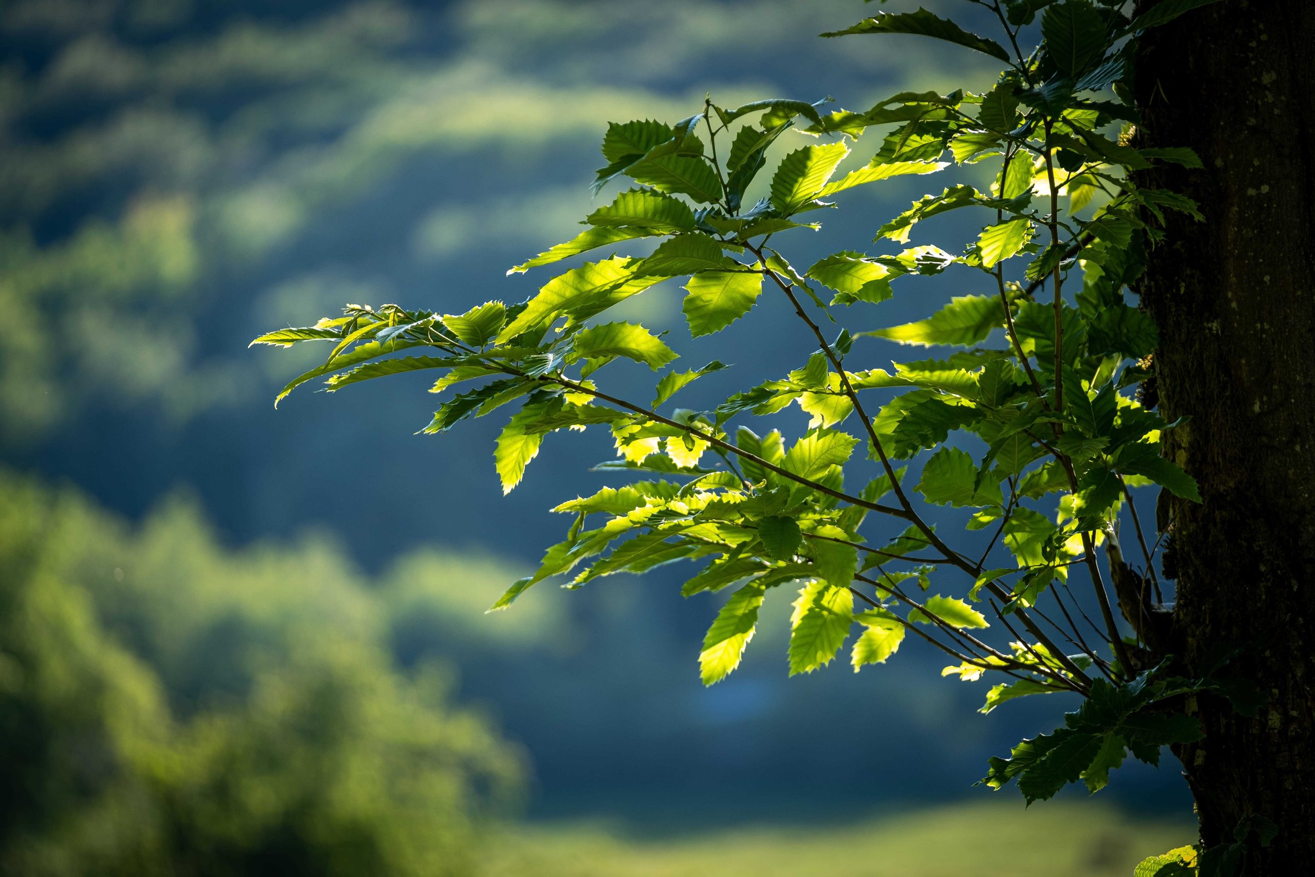 The Significance of Trees: Nature’s Silent Guardians